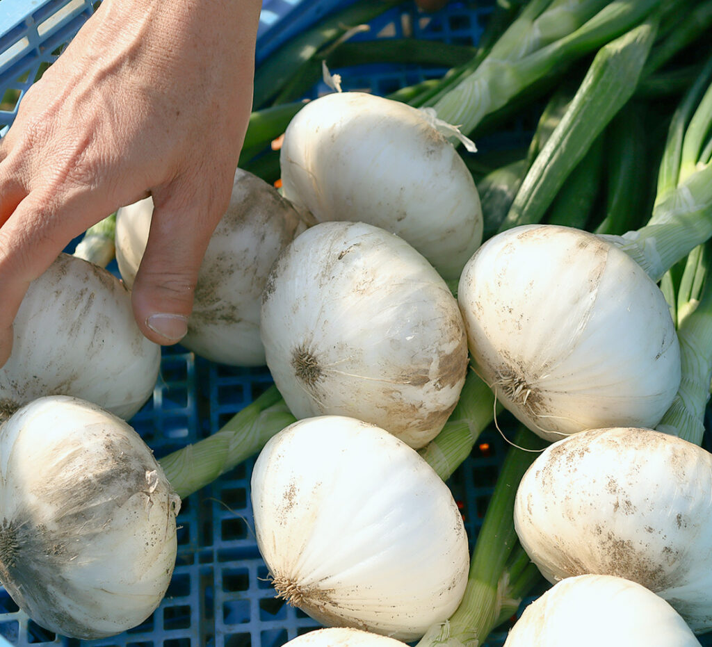 まるで果物のような甘さに育った奇跡の玉ねぎ