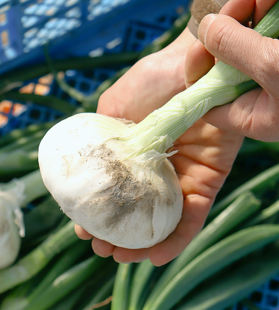 栽培品種のご紹介